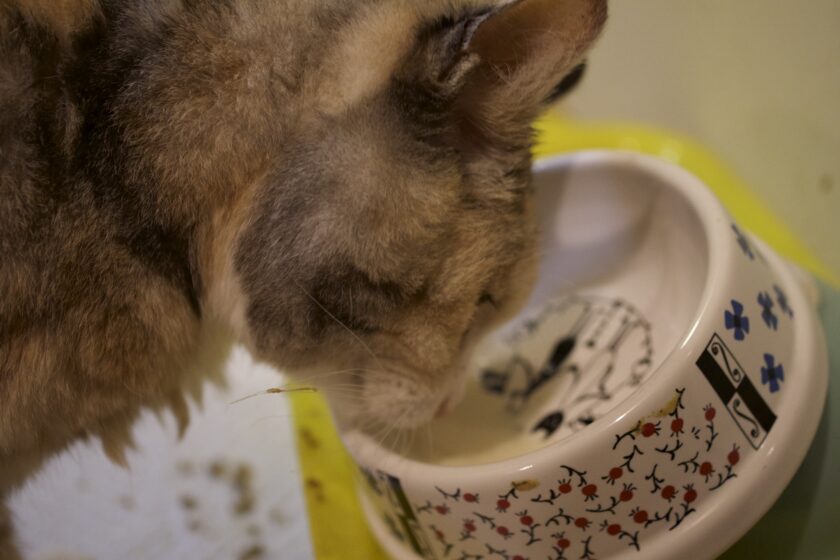 液体を食うとめ 6月